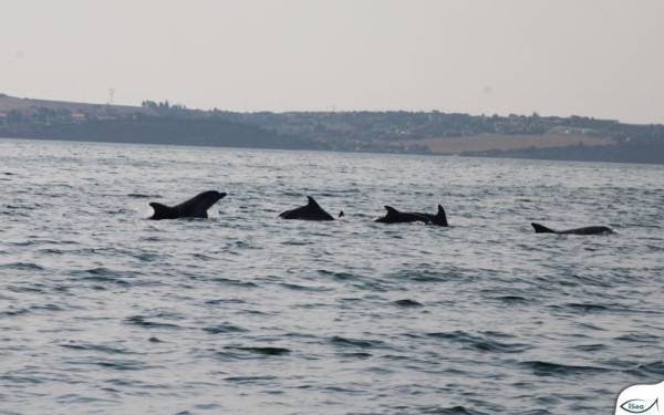 Θεσσαλονίκη: Δελφίνια εμφανίστηκαν και πάλι στον Θερμαϊκό (βίντεο)