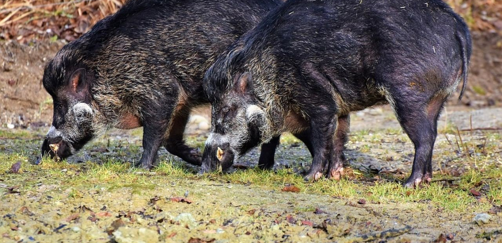 Θεσσαλονίκη: Αγριογούρουνο βγήκε... βόλτα στο Πανόραμα (βίντεο)