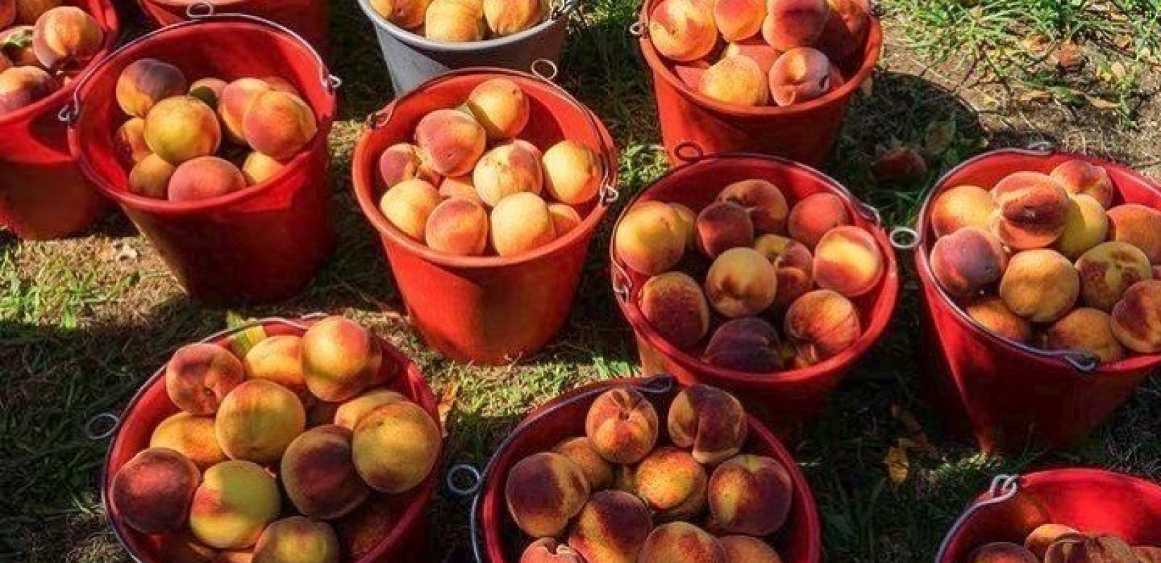 Κρατικές ενισχύσεις 10,2 εκατ. ευρώ στους ροδακινοπαραγωγούς
