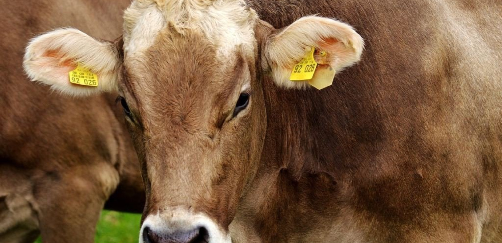 Γρίπη των πτηνών: Επιβεβαιώθηκε κρούσμα σε άνθρωπο που είχε έρθει σε επαφή με αγελάδες