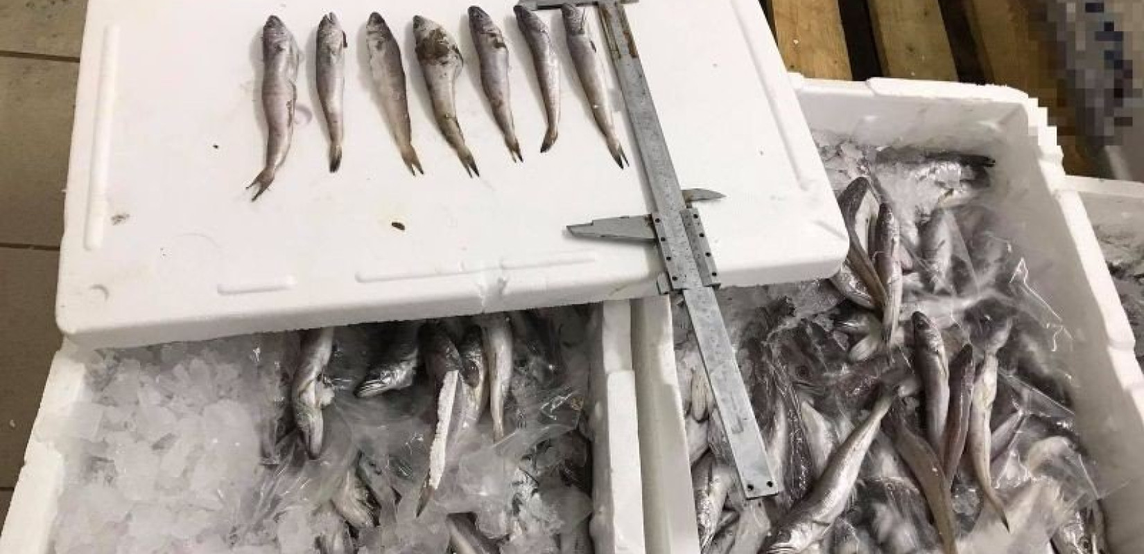 Θεσσαλονίκη: Αλιευτικοί έλεγχοι και κατασχέσεις στη Νέα Μηχανιώνα