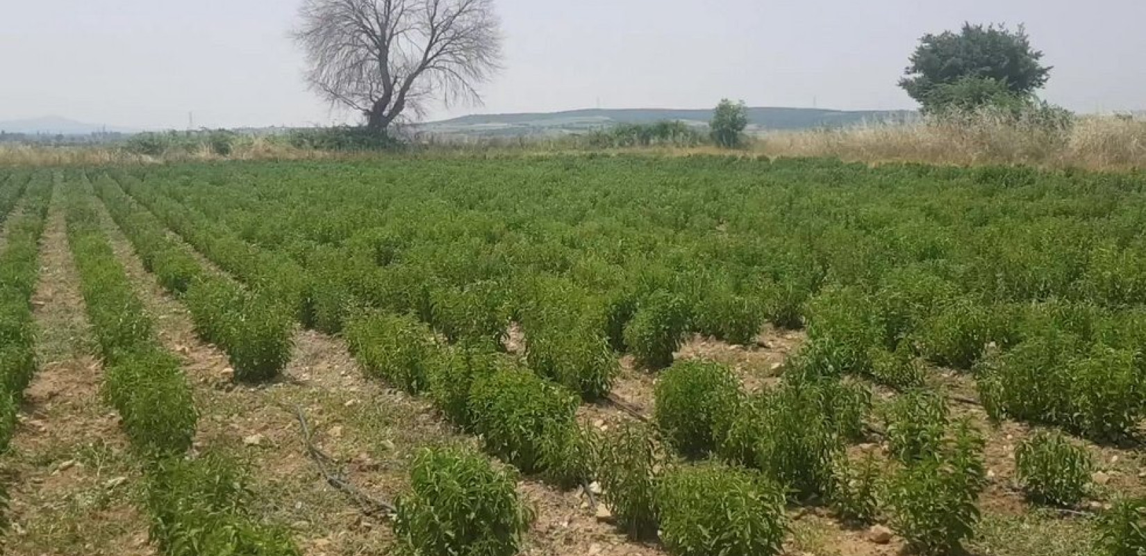 ﻿«Χρυσή διέξοδος» για τους αγρότες η καλλιέργεια στέβιας