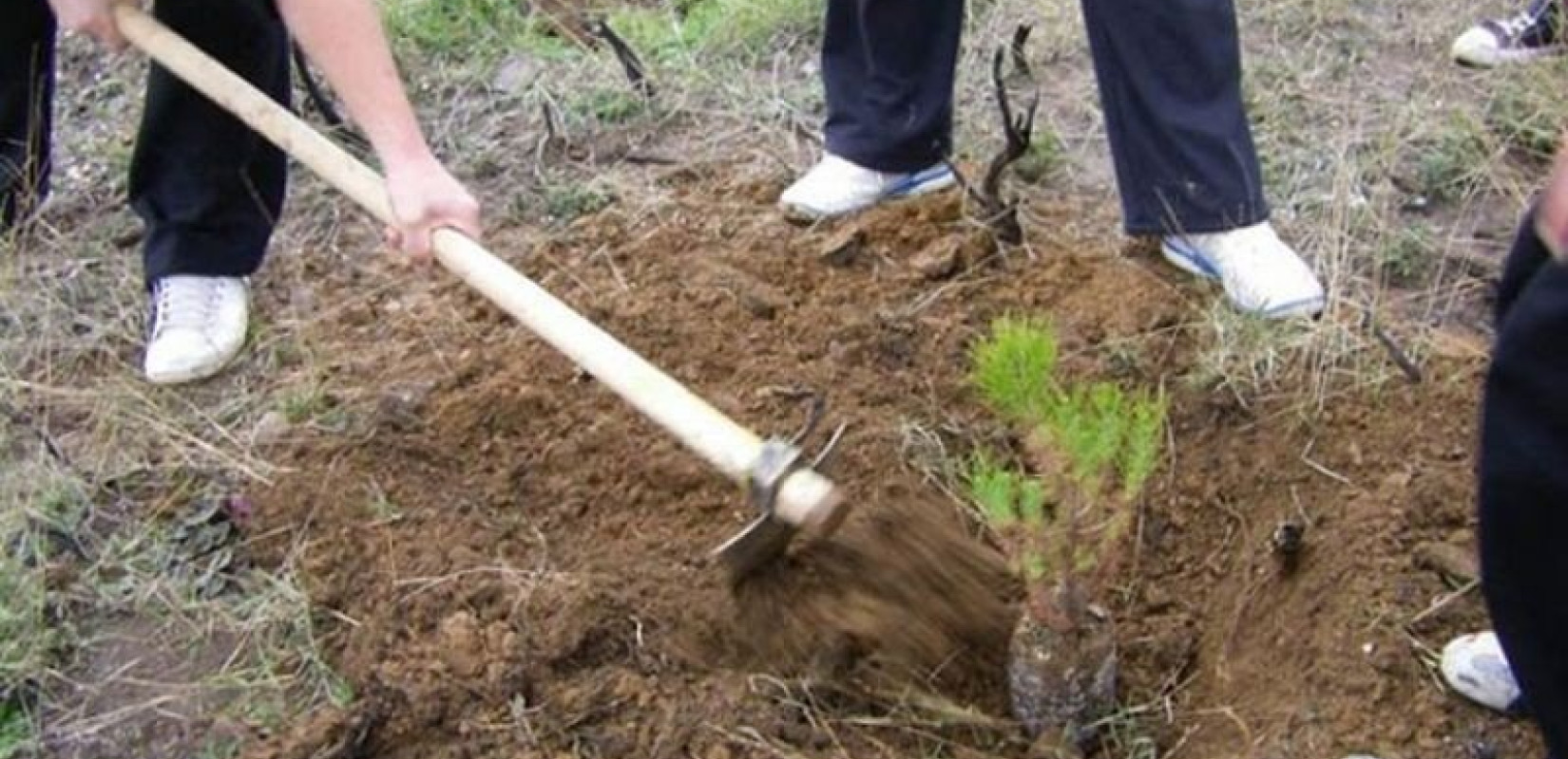 900 δέντρα και θάμνοι θα φυτευτούν στο Δήμο Κορδελιού - Ευόσμου
