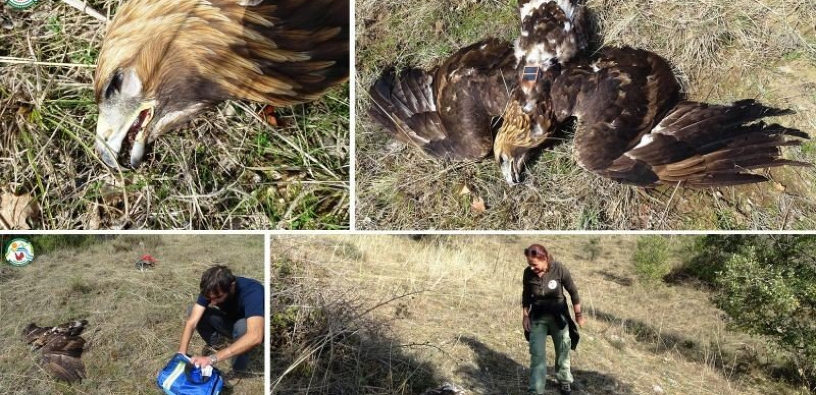Kατεπείγον αίτημα δράσης ενάντια στη δηλητηρίαση της άγριας ζωής 