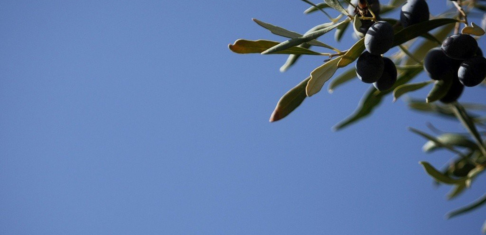 ΑΠΘ: Τα Γαρύφαλλα, η ελιά, οι δάφνες, το σιτάρι, ο ηλίανθος δείχνουν και την κομματική επιλογή 