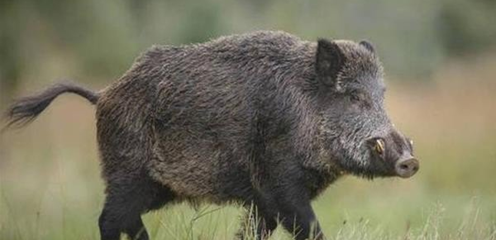 Αγριογούρουνο προκάλεσε σύγκρουση αυτοκινήτων