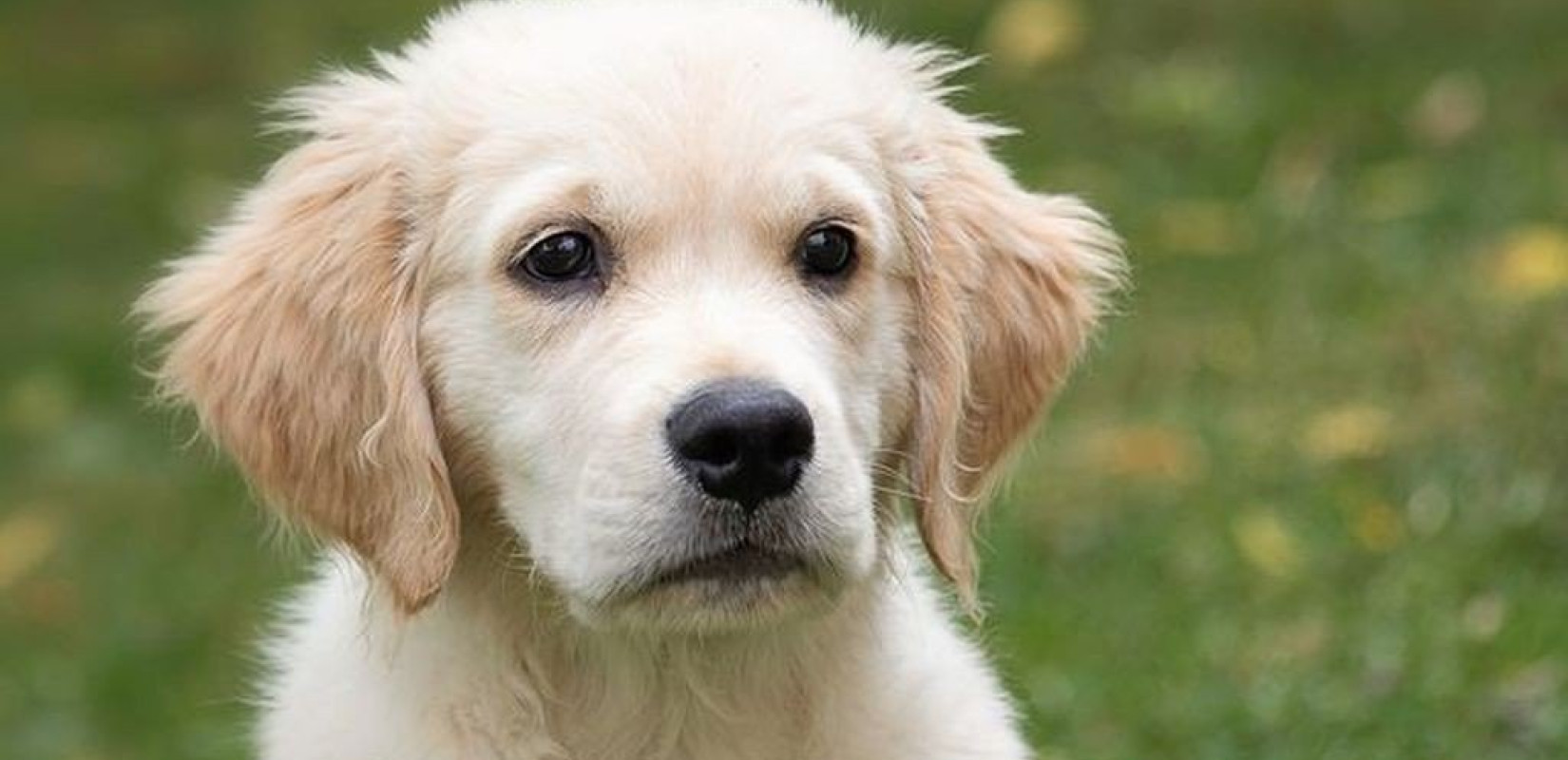 Χαλκιδική: Υπάλληλος του δήμου Σιθωνίας βρήκε νεκρά 5 σκυλάκια