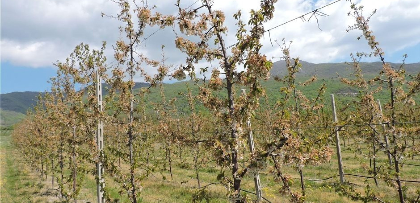 Πελλα: Ισχυρός παγετός πλήττει αγροτικές καλλιέργειες - Συνεργεία της περιφέρειας αρχίζουν ελέγχους για εντοπισμό ζημιών