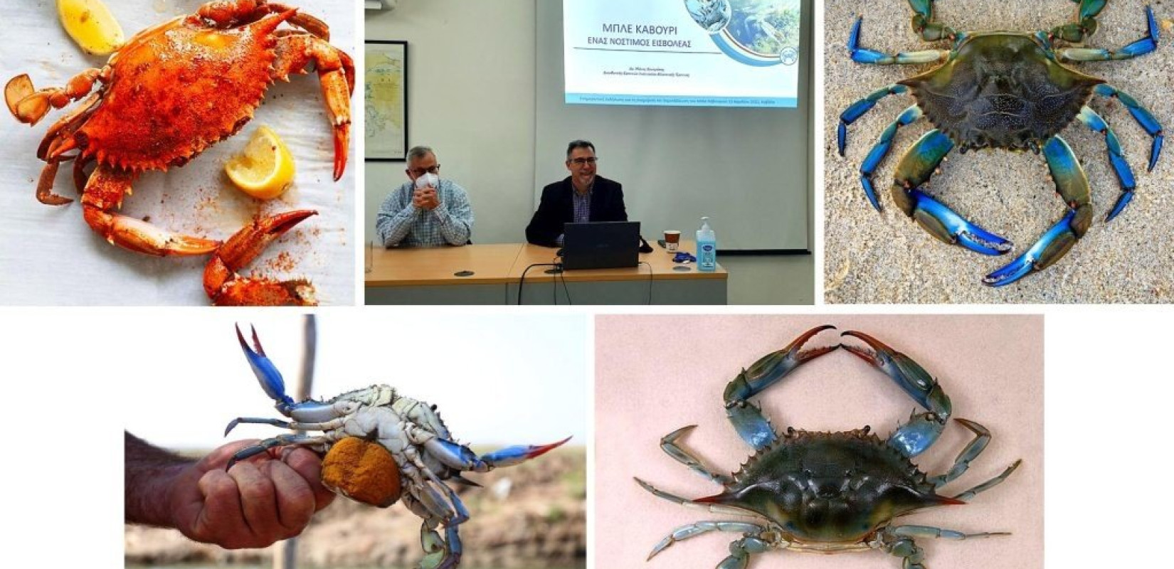 Καβάλα: Το μπλε καβούρι, ακριβός γκουρμέ μεζές στο εξωτερικό, ψάχνει δρόμο για το... πιάτο μας! (φωτ.)