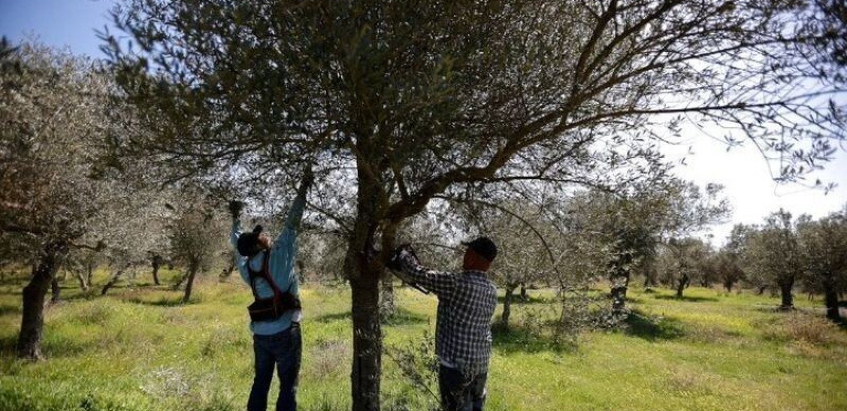  Το μεγαλύτερο δάσος αγριελιάς στη Μεσόγειο με 60.000 δέντρα βρίσκεται στη Βόλβη!