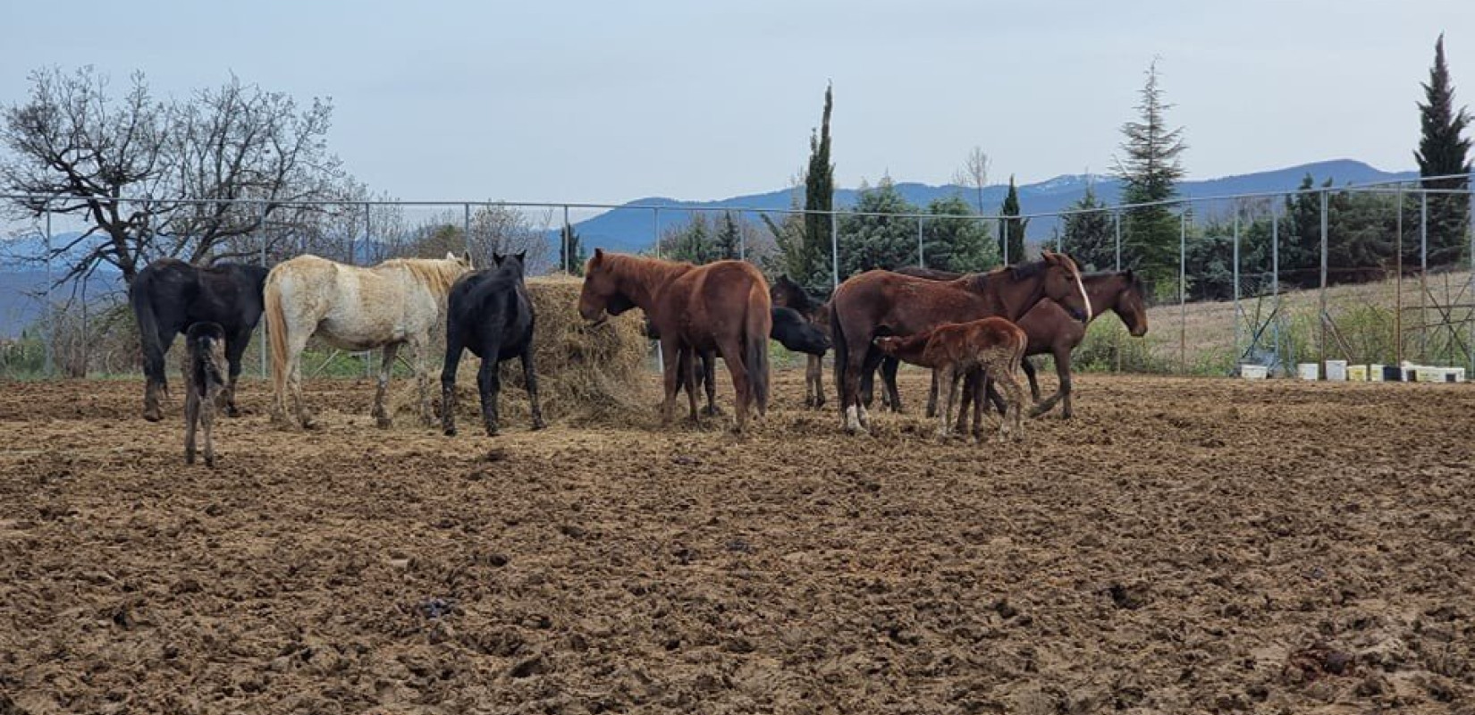 Γρεβενά: Ακυρώθηκε η δημοπρασία για τα 30 άγρια άλογα