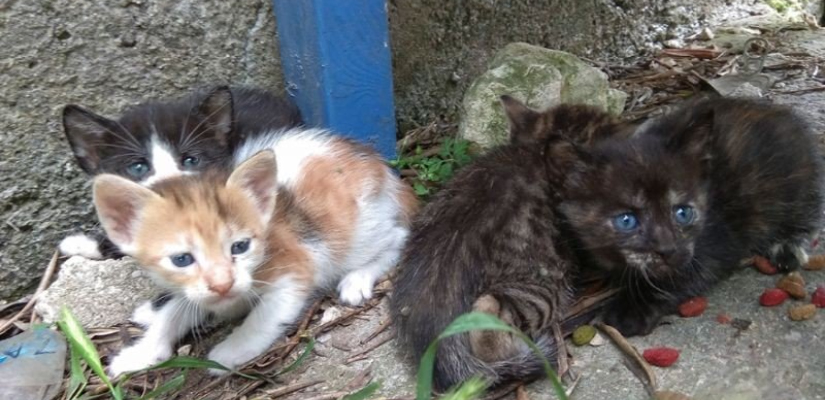 Mπαράζ συλλήψεων για κακοποιήσεις ζώων από την ΕΛΑΣ