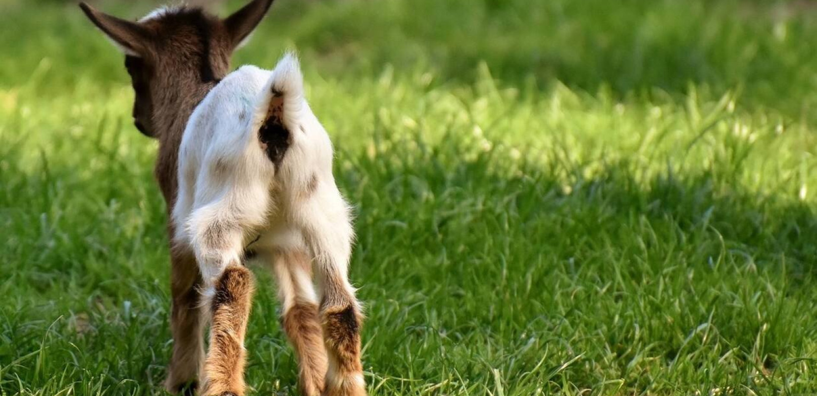 Μεγαλοεπιχειρηματίας με την παρέα του βασάνισαν και έσφαξαν live ένα κατσικάκι και το πόσταραν στο Instagram!