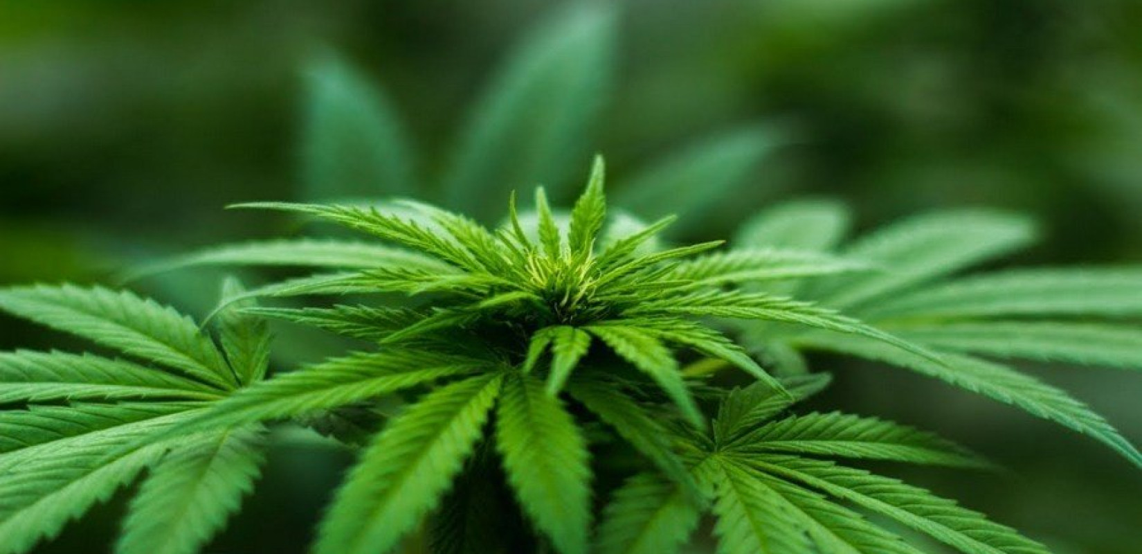 Νόμιμη η χρήση ιατρικής κάνναβης στην Ελβετία