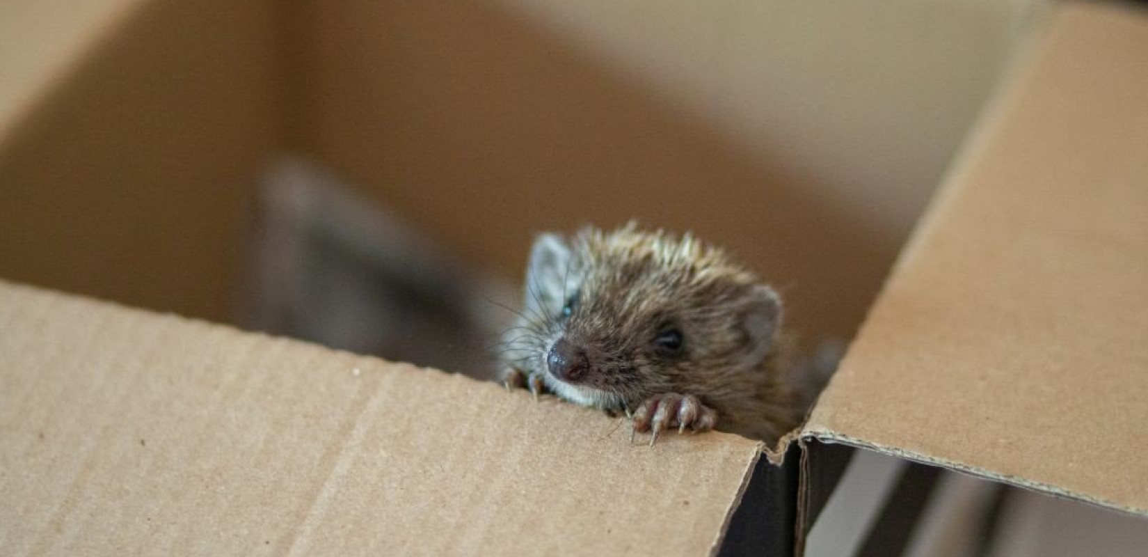 Κτηνωδία στη Θεσσαλονίκη: 35χρονος σκότωσε και σούβλισε άγριους σκαντζόχοιρους