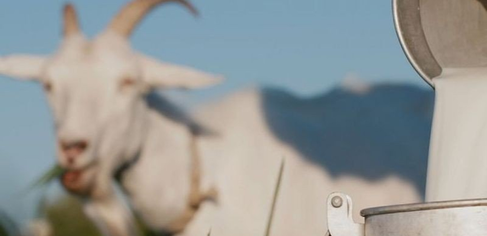 Το «κατσικάκι Λήμνου» έχει πλέον τη... στάμπα του