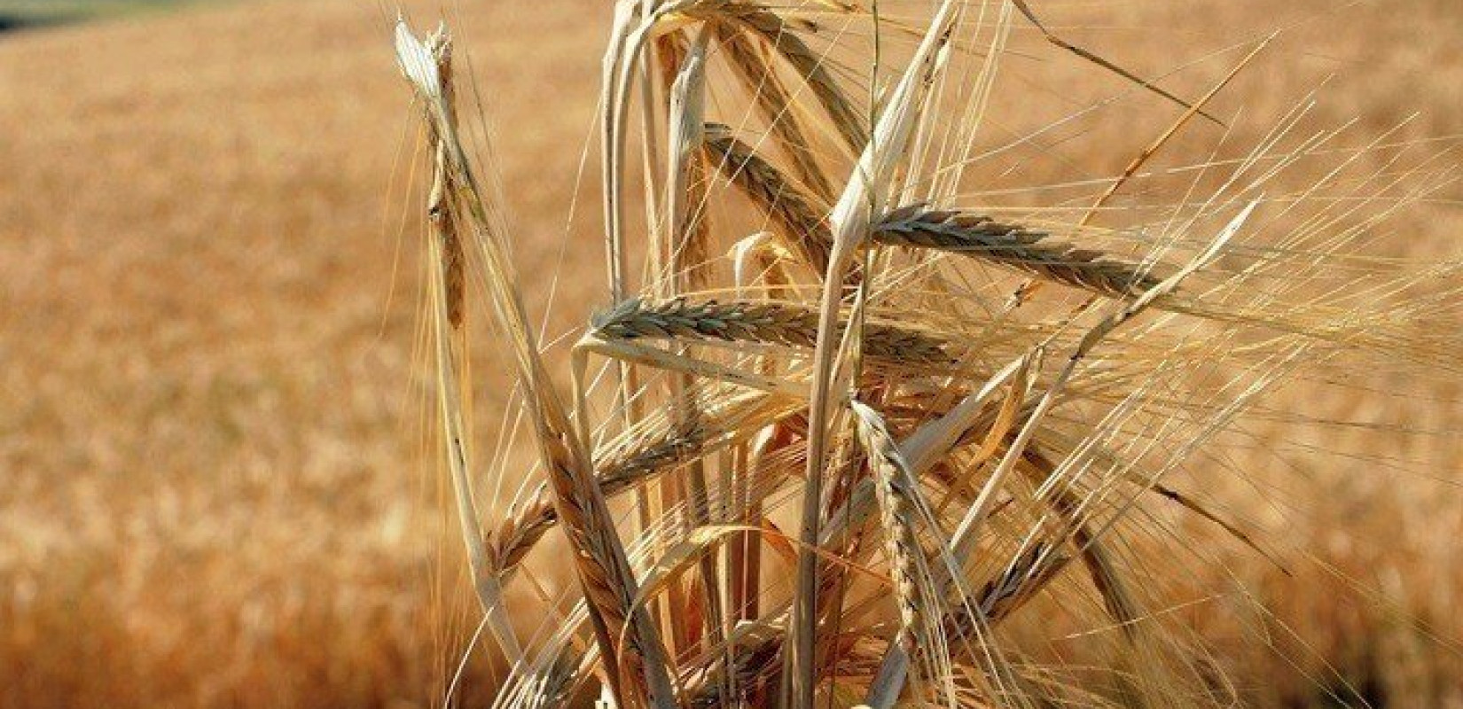  Η Ρωσία απειλεί ξανά να τερματίσει τη συμφωνία για την εξαγωγή ουκρανικών σιτηρών - Τι προτείνει ο ΟΗΕ