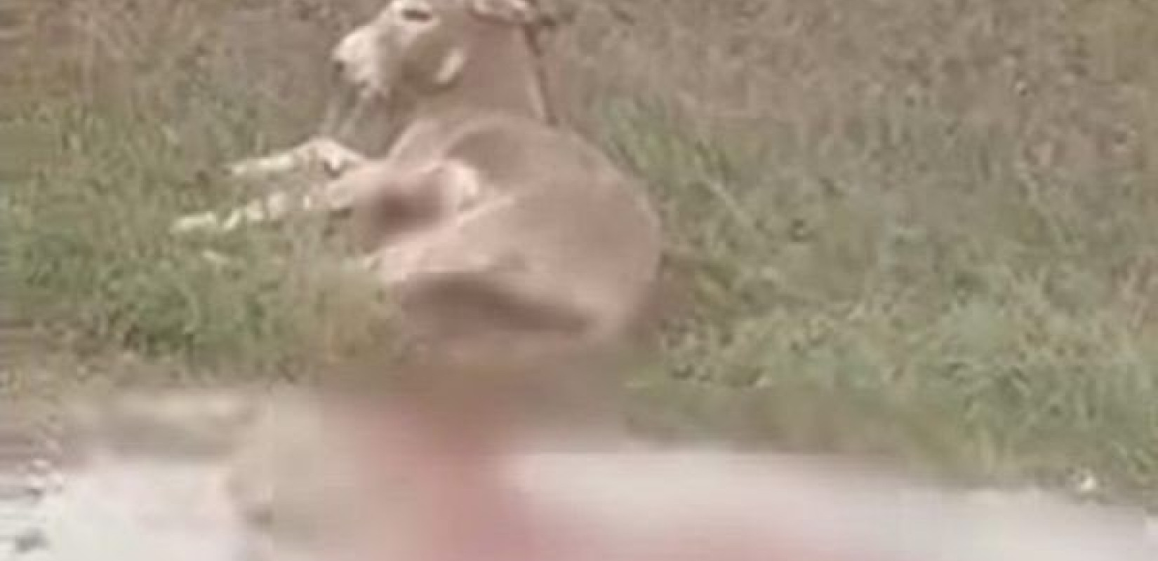 Στο Μικτό Ορκωτό Πρέβεζας η δίκη για τη βάναυση κακοποίηση του γαϊδάρου στο Γραμμένο