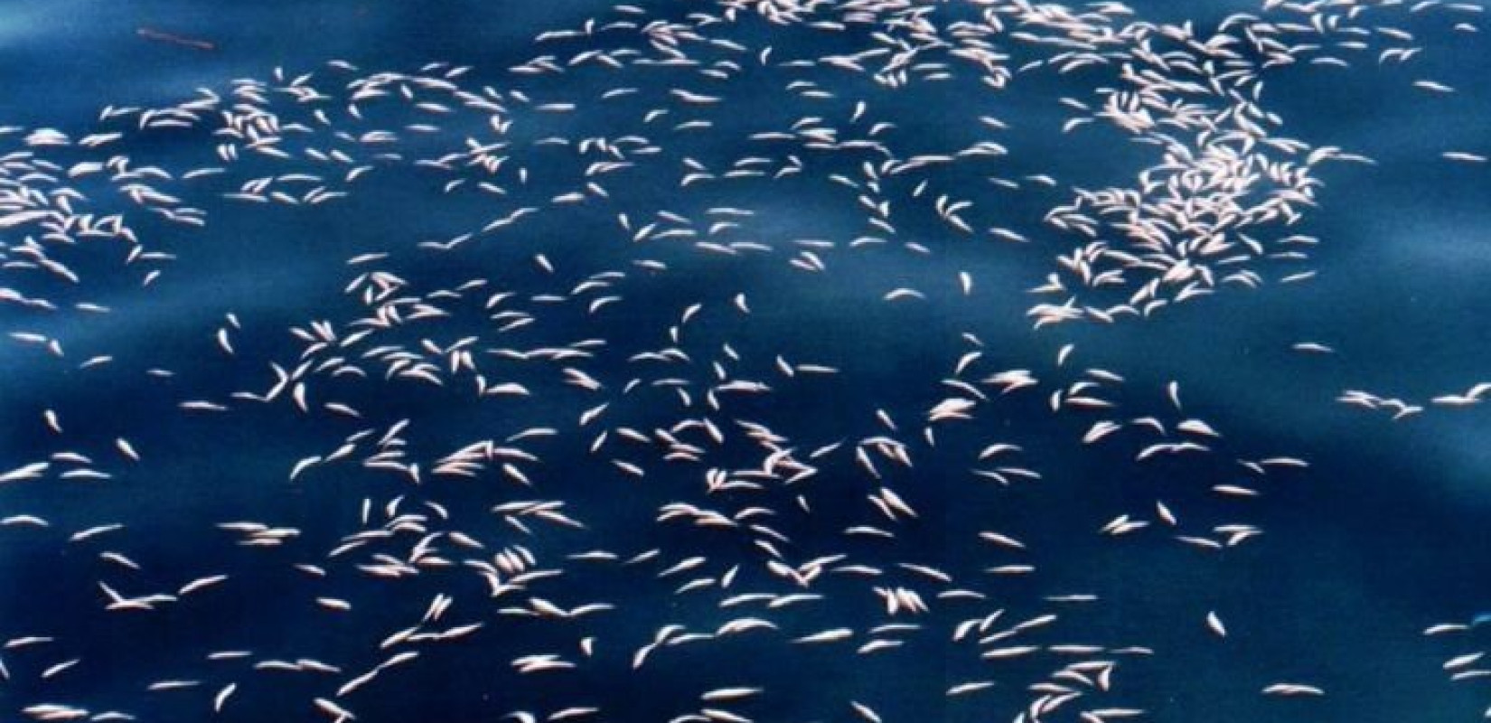 Γαλλία: Νεκρά από ασφυξία σε λίμνη οκτώ τόνοι ψάρια!