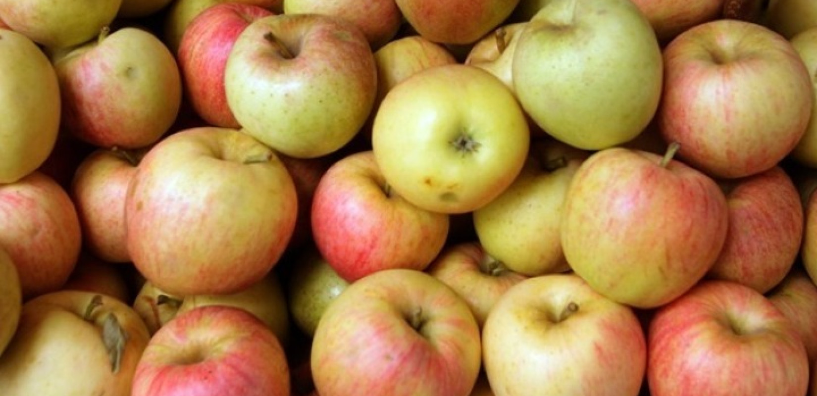 Διατροφική ασφάλεια: Μη κυβερνητικές οργανώσεις προειδοποιούν για τα κοκτέιλ φυτοφαρμάκων στα μήλα στην Ευρώπη
