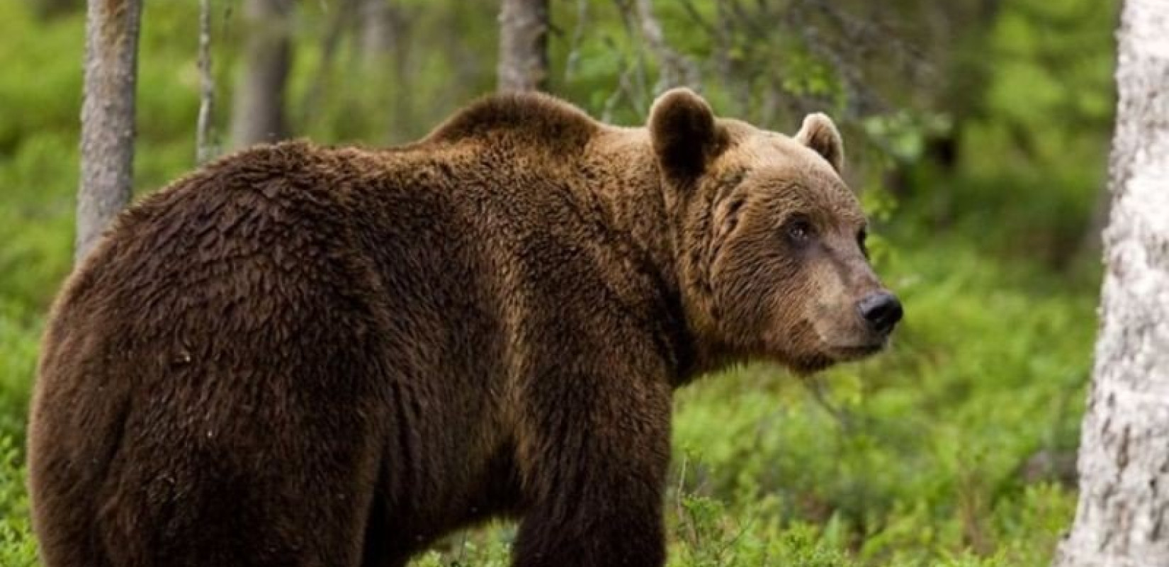 Κοζάνη: Πυκνώνουν οι εμφανίσεις αρκούδων στον δήμο Βοΐου (βίντεο)