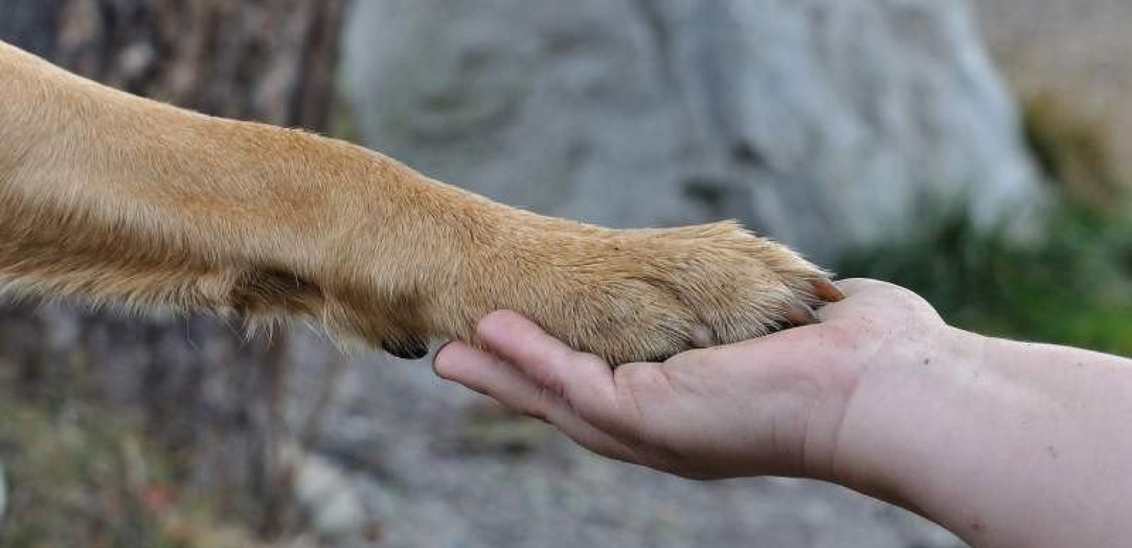 Κορονοϊός - Γερμανία: Καταγράφηκαν τα πρώτα κρούσματα σε σκύλο και γάτα