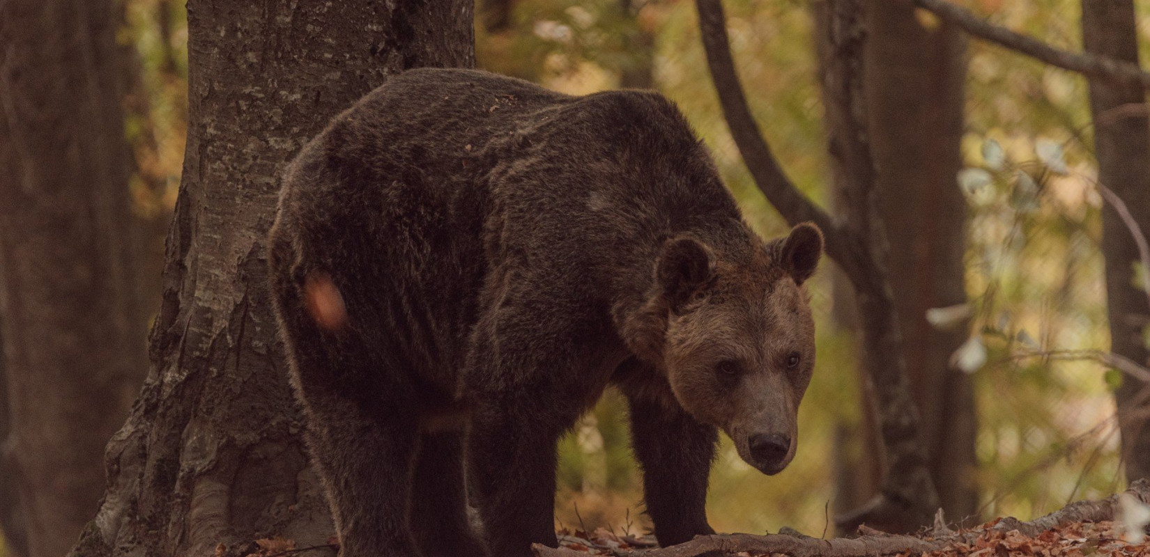 Καστοριά: Αναστάτωση προκάλεσε αρκούδα στο Άργος Ορεστικό - Εγκλωβίστηκε στο κέντρο της πόλης