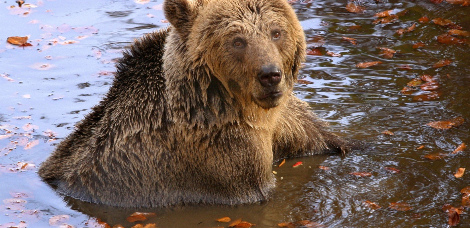 Νυμφαίο: Απέκτησε «διαμέρισμα» ο... Γιωργάκης, ο παππούς του «Αρκτούρου»