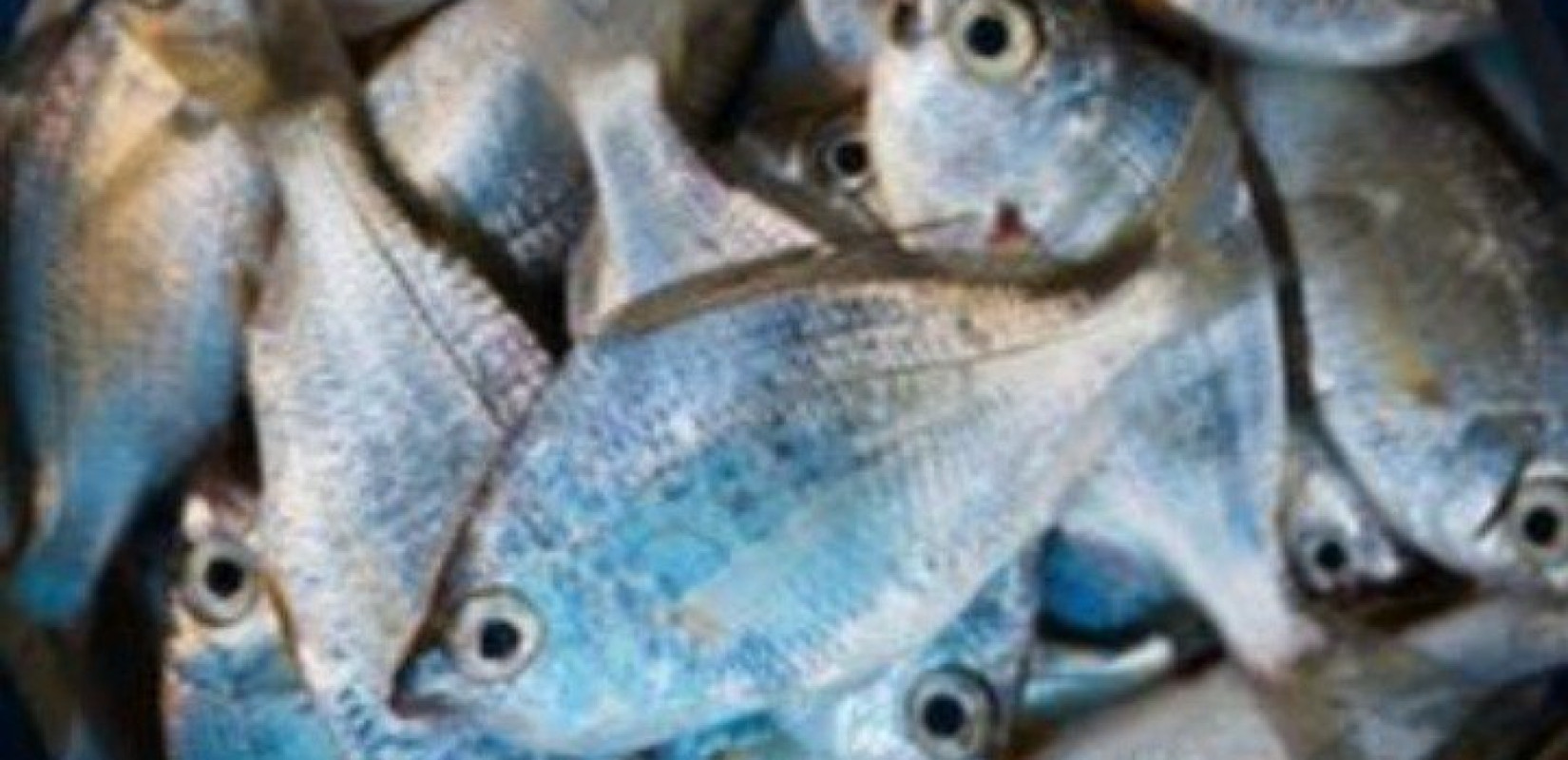 Κινητοποίηση: Αυτοψίες για τα νεκρά ψάρια και την οικολογική καταστροφή στο Λούρο