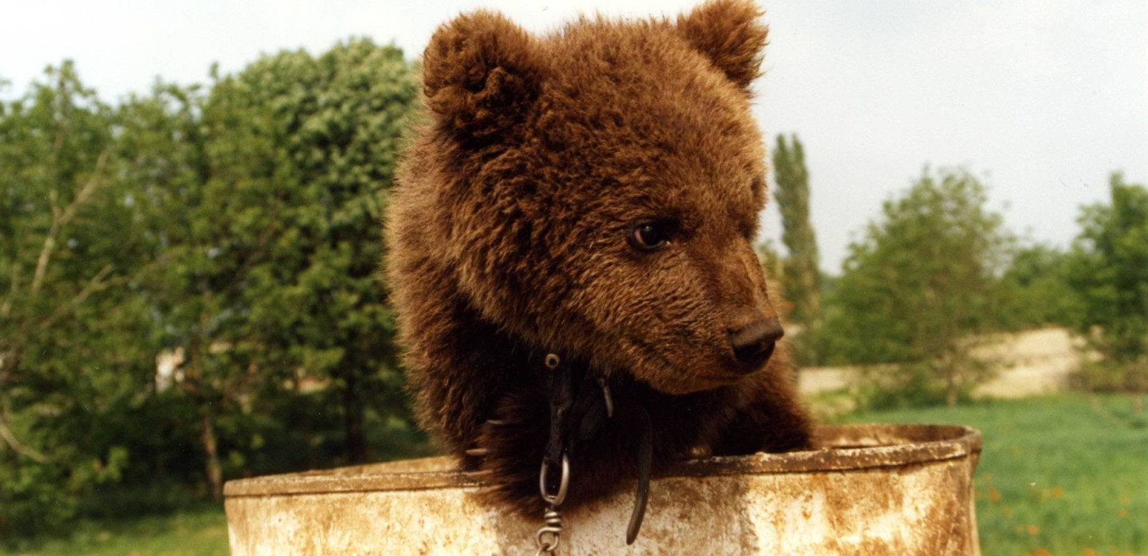 Απεγκλωβίστηκαν 3 αρκουδάκια στη Φλώρινα - Είχαν πέσει σε κανάλι (φωτ.)