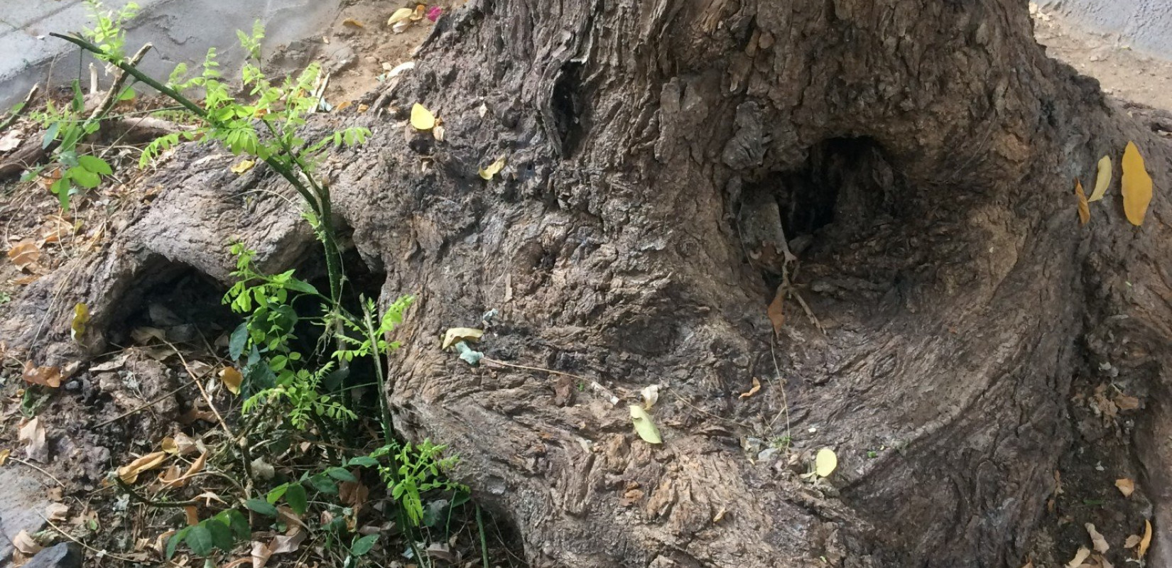 Θεσσαλονίκη - Ανακοίνωση κόλαφος της Ελληνικής Δασολογικής Εταιρείας για τις κοπές δέντρων: «Τα μετατρέπουν σε ξόανα»