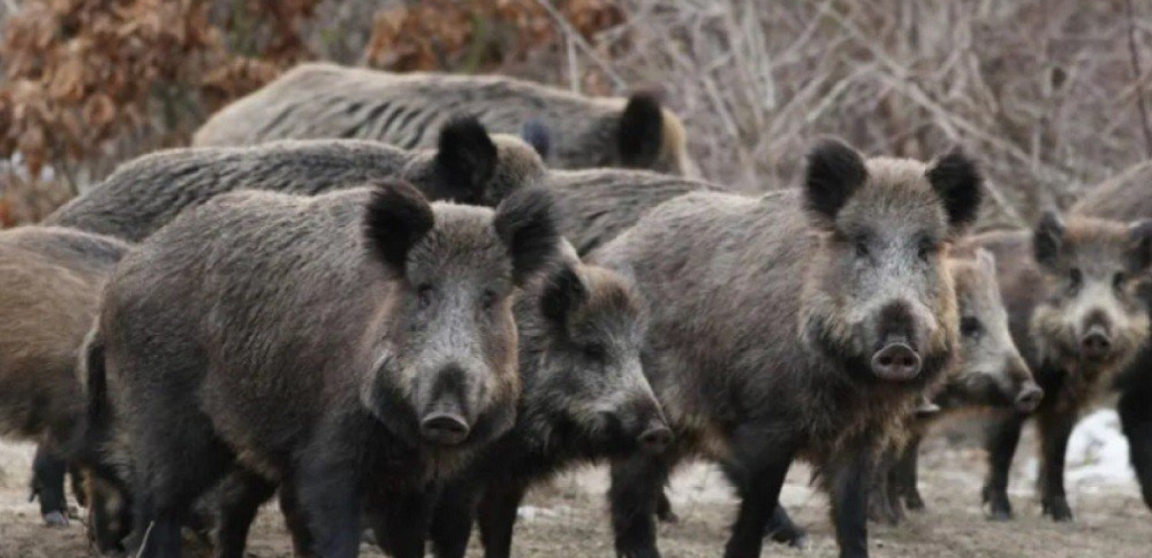 Μάστιγα οι ορδές αγριογούρουνων που κυκλοφορούν ανενόχλητα στο κέντρο του Λαγκαδά (βίντεο)