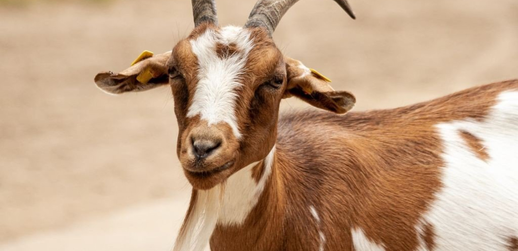 Χίος: Συνελήφθη 32χρονος που έδεσε κατσίκι και το πέταξε σε γκρεμό