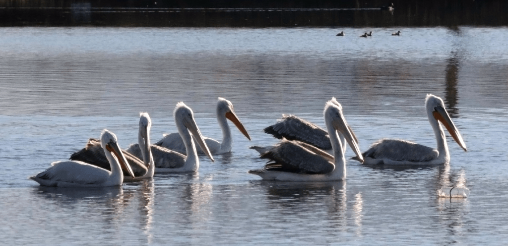 Φωτογραφία αρχείου από αργυροπελεκάνους