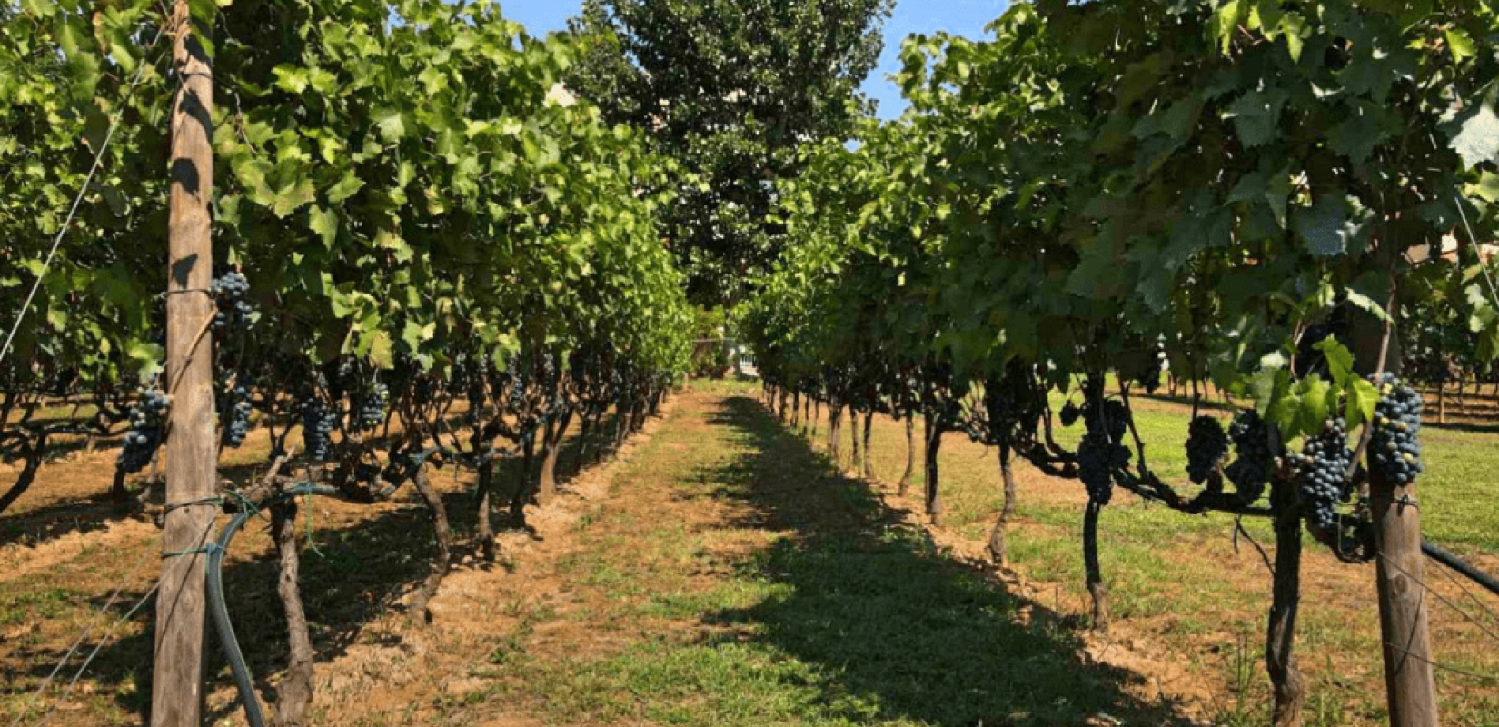 Σε ποσοστό άνω του 60% αυξήθηκε μεταξύ 2008 και 2025 η έκταση του Αμπελώνα Κιλκίς