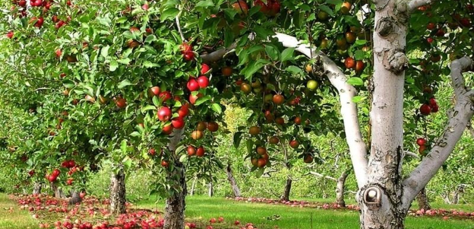 Δράμα: Να επενδύσουμε σε δέντρα, προτρέπει ο ιδρυτής της κοινότητας Πελίτι    