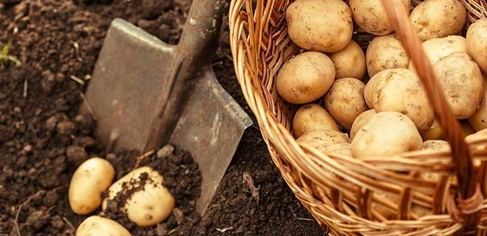 Δράμα: Από το χωράφι στο... σακουλάκι - Τα πρώτα πατατάκια από το Νευροκόπι