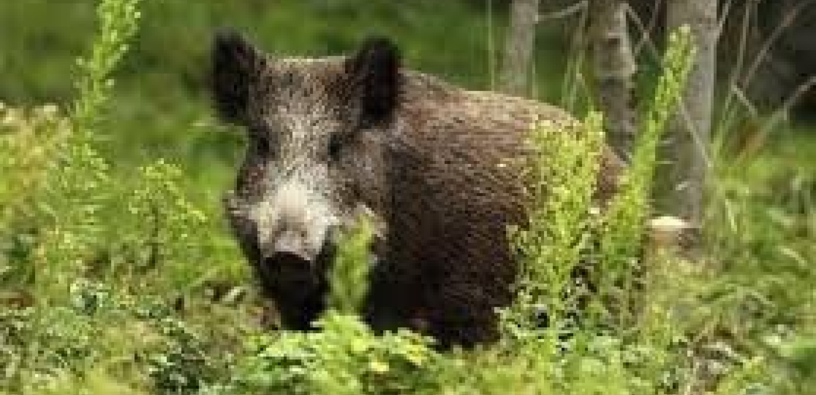 Συνεργείο Δίωξης Αγριόχοιρου στις 8/4 στον Δήμο Λαγκαδά