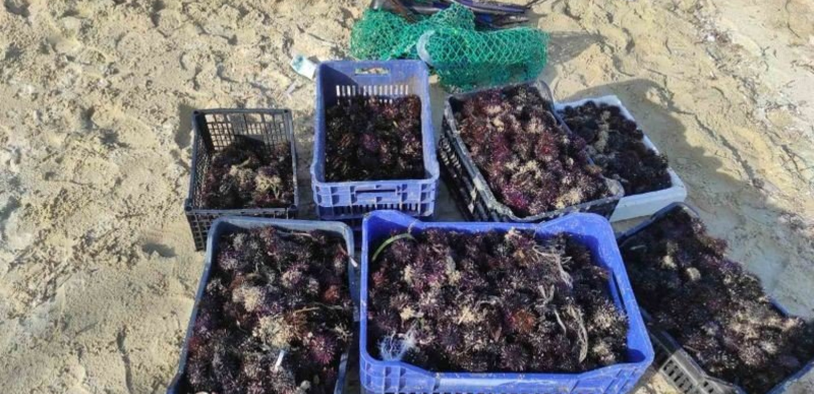 Αλεξανδρούπολη: 200 κιλά αχινούς αλίευσαν παράνομα δύο Αλβανοί μεταξύ Έβρου και Ροδόπης