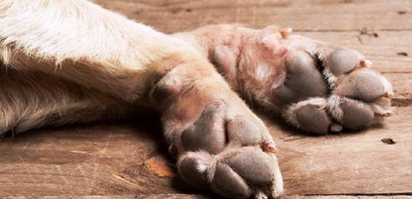 Πέραμα: Πρόστιμο 5.000 ευρώ στον 38χρονο που δέρνει βάναυσα τον σκύλο του (βίντεο)