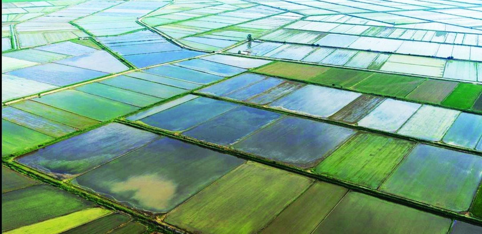 Τρίτη δύναμη στην Ευρώπη στη ρυζοκαλλιέργεια η Ελλάδα