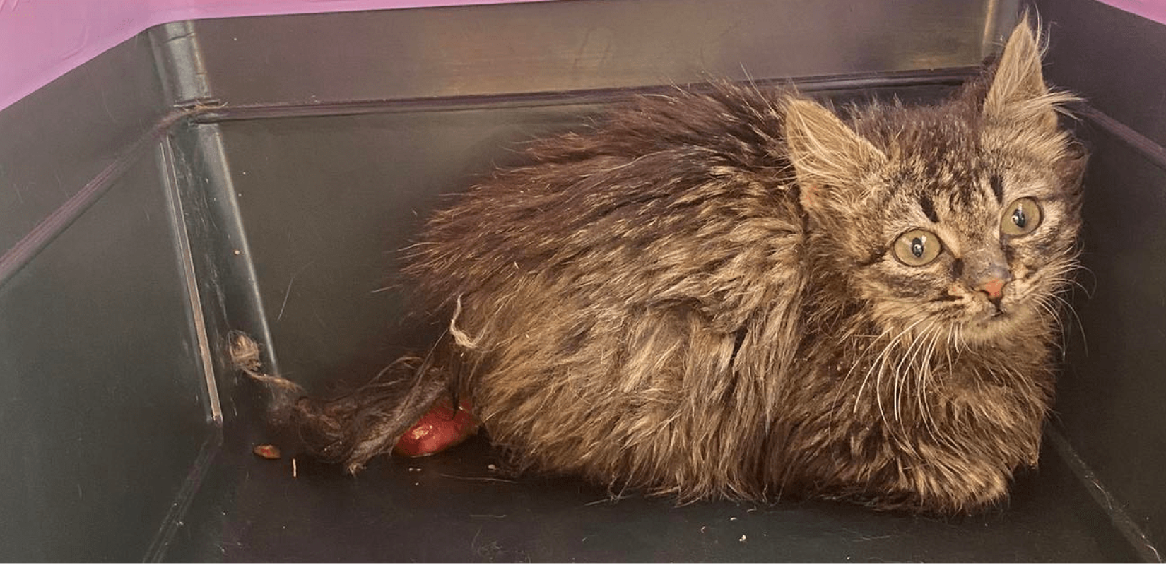 Θεσσαλονίκη: Σώθηκε άρρωστο γατάκι στα Μετέωρα (φωτ.)