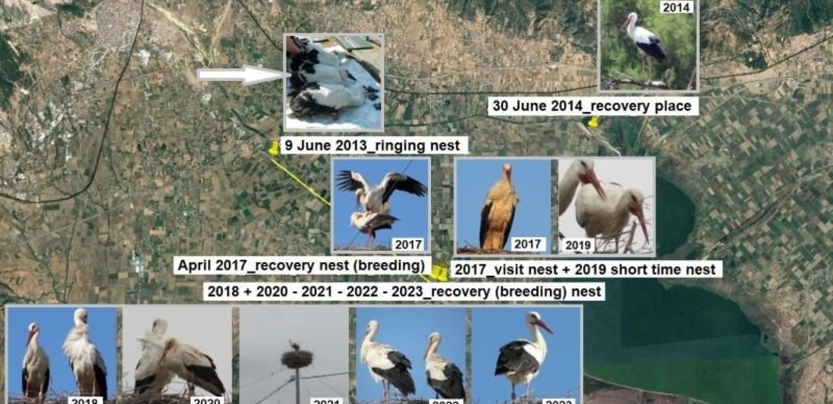  Δαχτυλίδι «αρραβώνα» με την Ξάνθη φορά πελαργός!