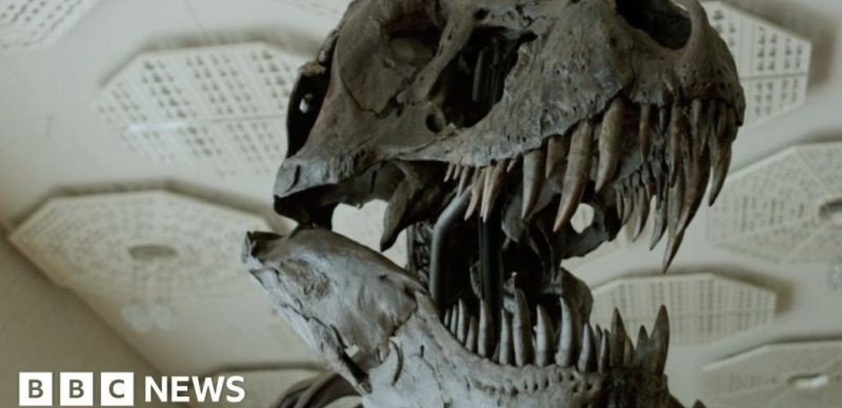 Αναγνωρίστηκε η... αξία του T-Rex μετά θάνατον - Πουλήθηκε για πολλά εκατομμύρια ευρώ ο σκελετός του