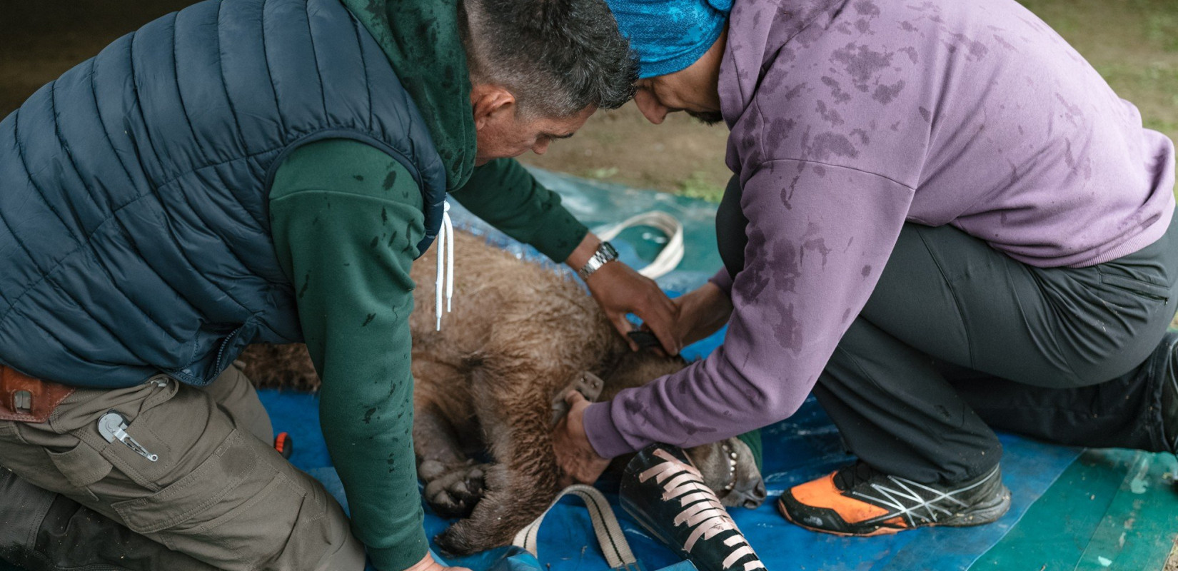 Ο Θωμάς, το ορφανό αρκουδάκι, επέστρεψε σπίτι του (φωτ.)