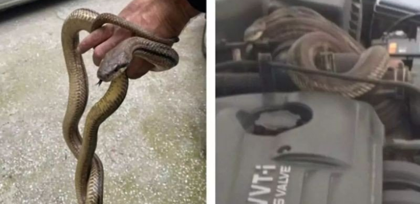 Νέο περιστατικό με φίδι στη Θεσσαλονίκη - Οδηγός άνοιξε το καπό του αυτοκινήτου και το βρήκε τυλιγμένο στον κινητήρα (φωτ.)