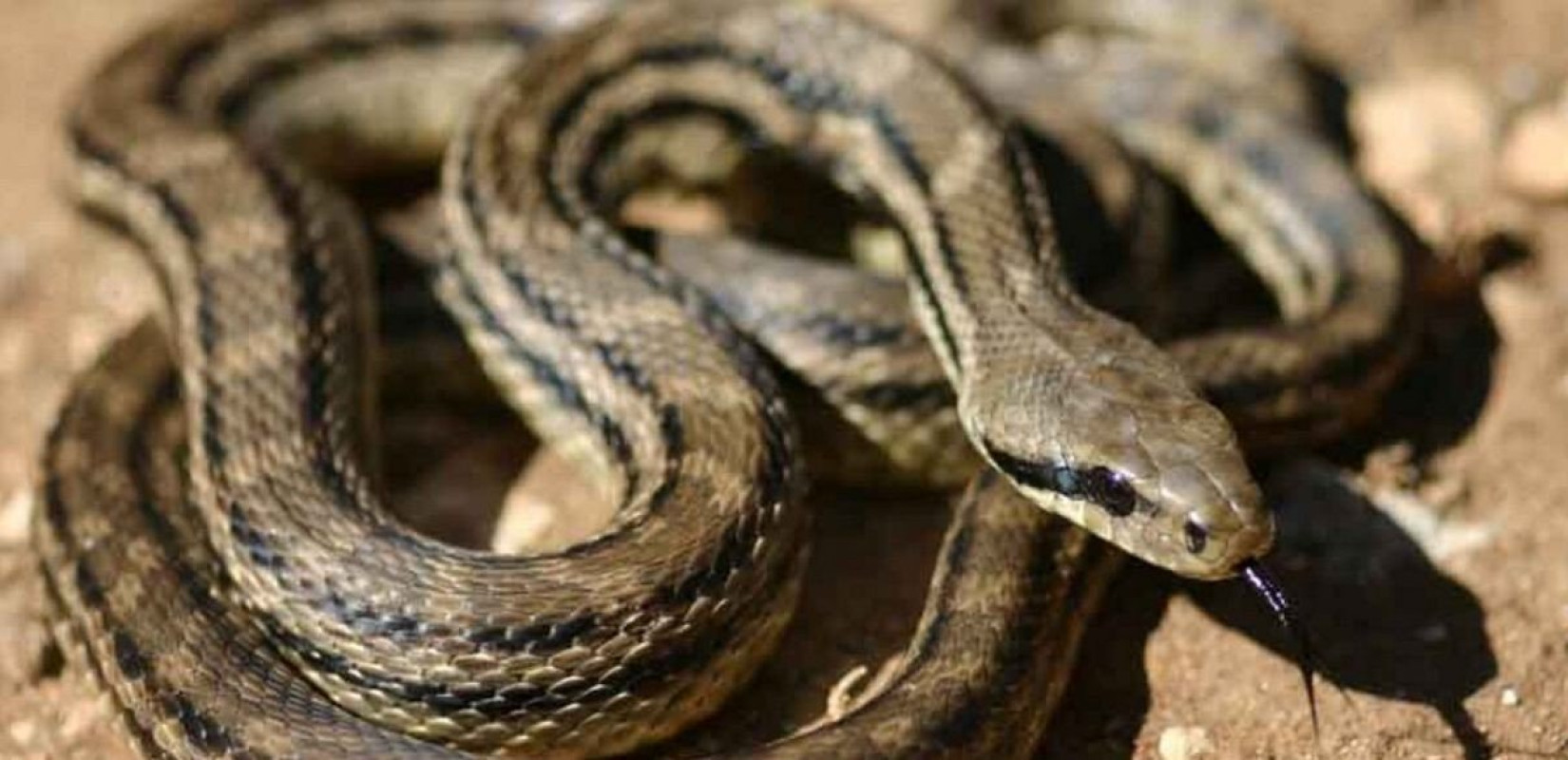 Θεσσαλονίκη: Άνοιξε το καπό του αυτοκινήτου και ήρθε πρόσωπο με πρόσωπο με ένα φίδι (φωτ.)