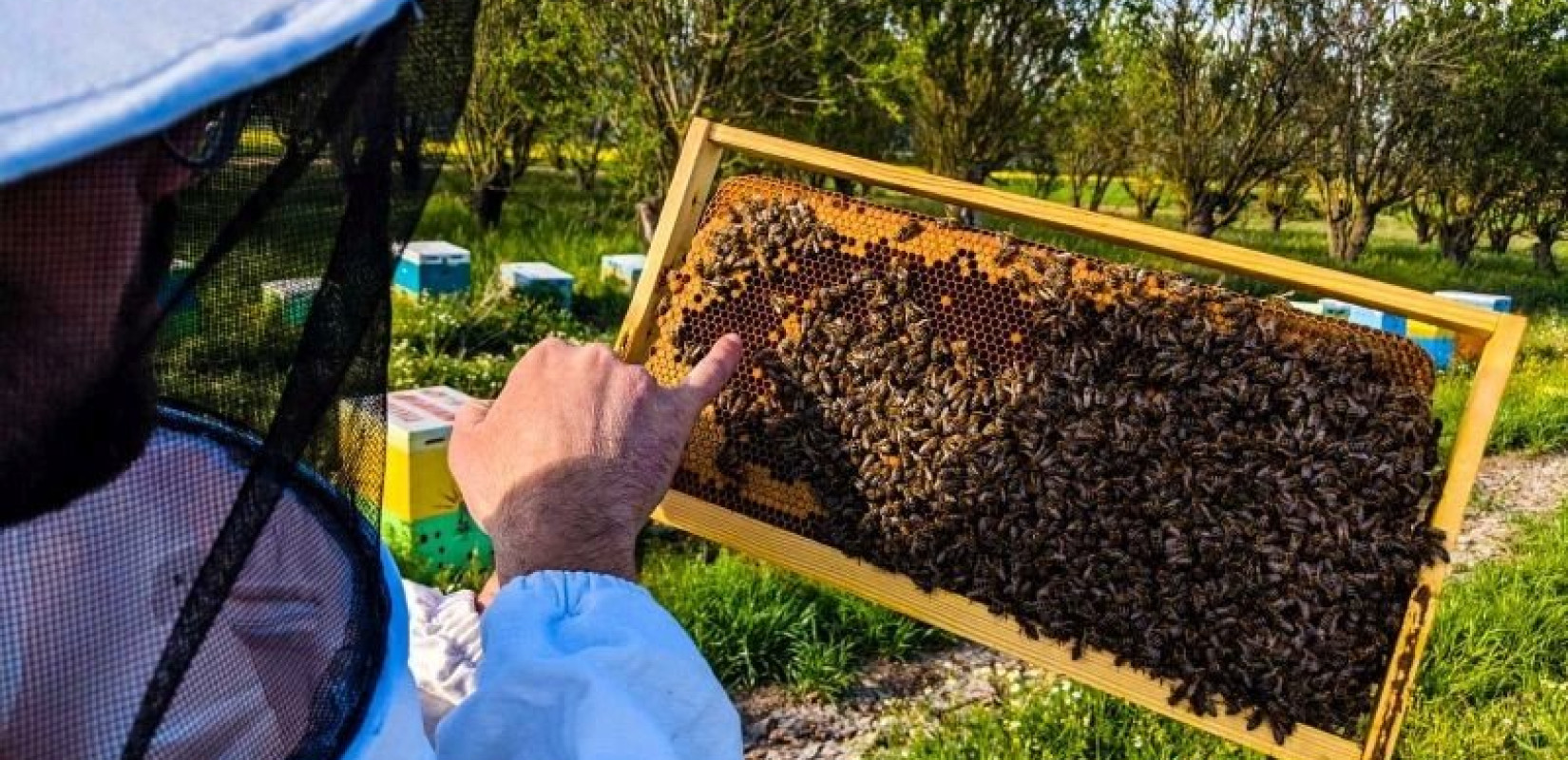 Φθιώτιδα: Μελισσοκόμος έπιασε στα «πράσα» αρκούδα να του κλέβει κυψέλες με μέλι - Δείτε βίντεο