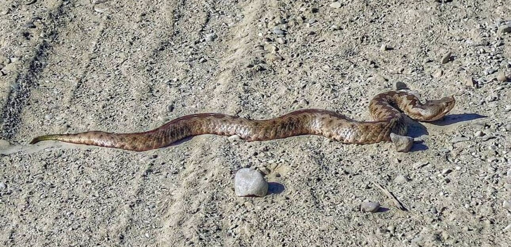 Οχιά τσίμπησε 19χρονο στην Αλόννησο