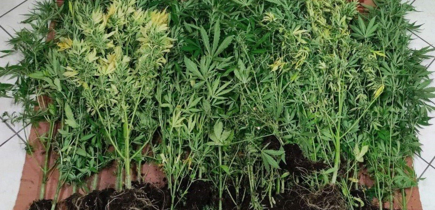 Κρήτη: Εντοπίστηκε φυτεία κάνναβης στο Ρέθυμνο